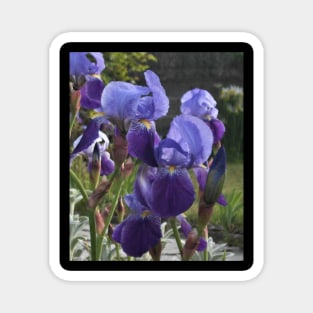 Belles - Irises Magnet