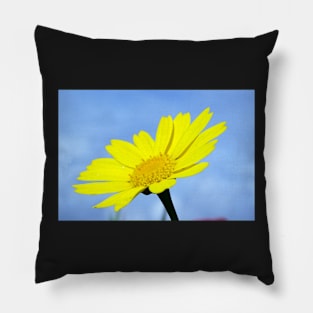 Corn Marigold Pillow