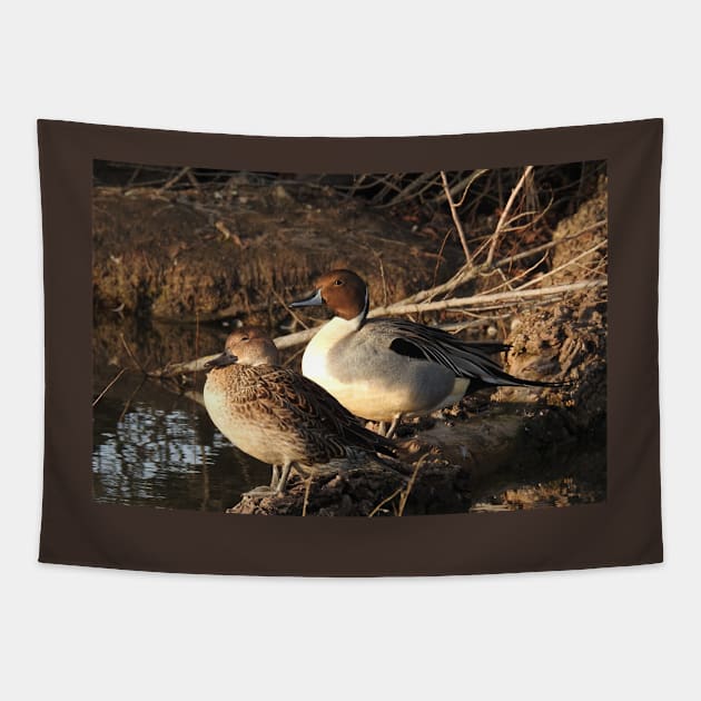 Northern pintail ducks, wildlife gifts, waterfowl Tapestry by sandyo2ly
