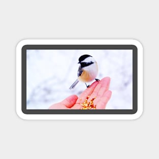 Hand Feeding a Chickadee Magnet