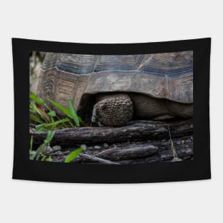 Galapagos Tortoise. Tapestry