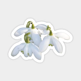 Springtime flowers Magnet