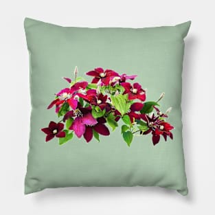 Magenta Clematis With Vine Pillow