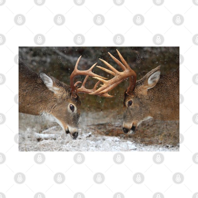 White-tailed deer fight by Jim Cumming