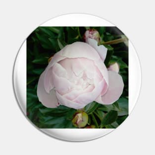 peony Pin