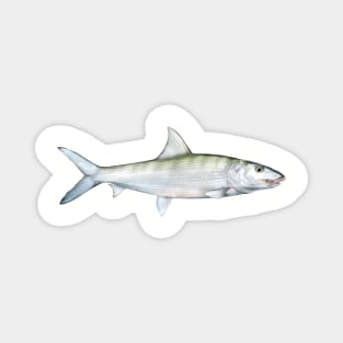 Bonefish Magnet