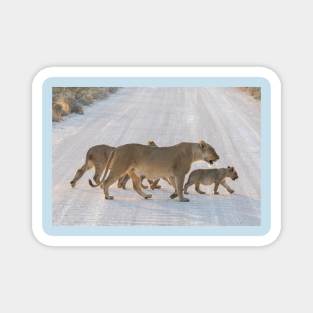 Namibia. Etosha National Park. Lioness with the Cubs Crossing Road. Magnet