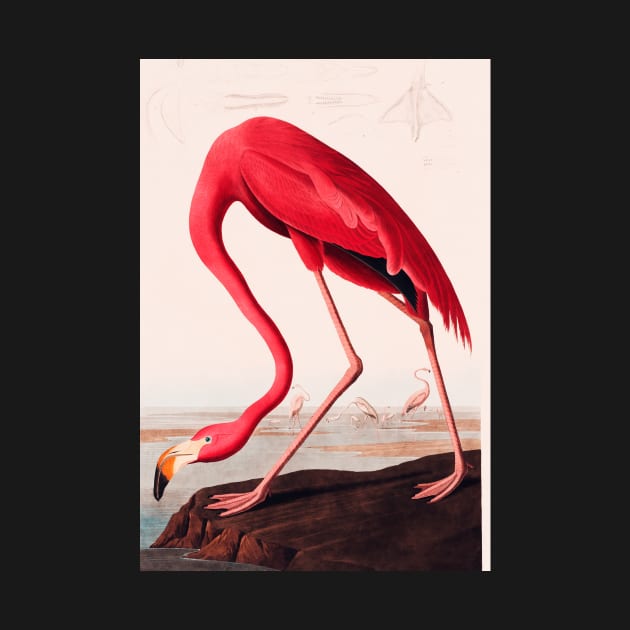 Bird of America  Bird, bird lover, america, beautiful  Public domain painting by John James Audubon by RosMir