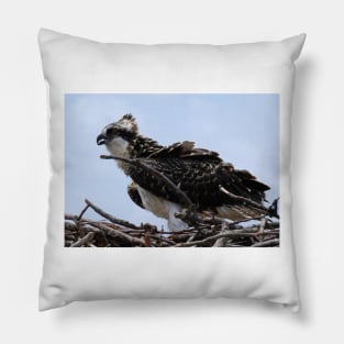 Young Osprey on Nest Pillow