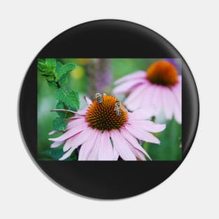 Echinacea Purpurea with Bees Pin