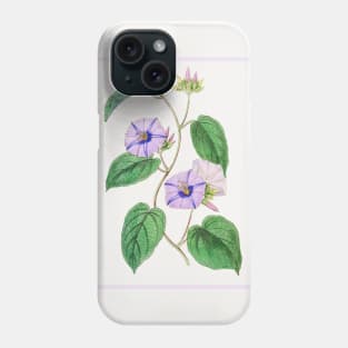 Hoary Jacquemontia Flower Branch Phone Case