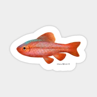 Cherry Barb Fish Magnet