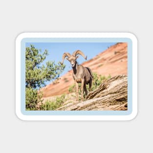 Zion Desert Bighorn Sheep Magnet