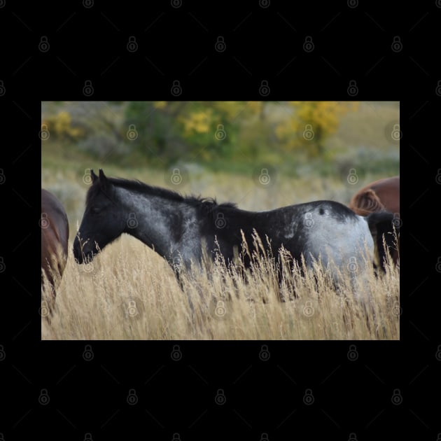 Grey and Black Wild Horse by MarieDarcy