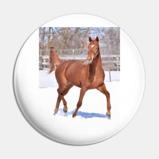 Palace malice filly Pin