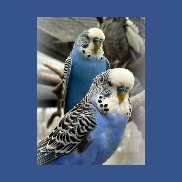 Blue Budgies by MrTiggersShop