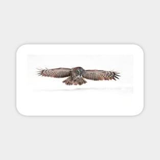 Silent Hunter - Great Grey Owl Magnet