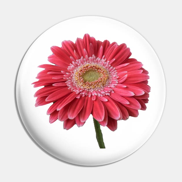 Pink Gerbera Pin by Lynn