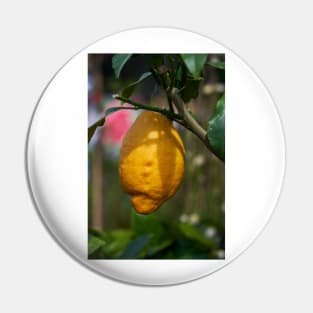 Single lemon in a tree Pin