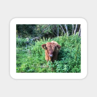 Scottish Highland Cattle Calf 1810 Magnet