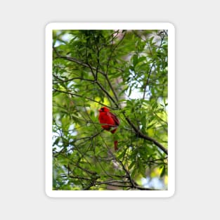 Perched Cardinal Magnet