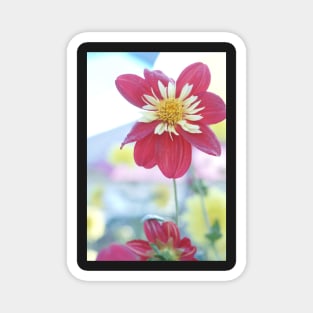 Dahlia Flower 3 Magnet