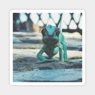 Incredible Panther Chameleon Magnet