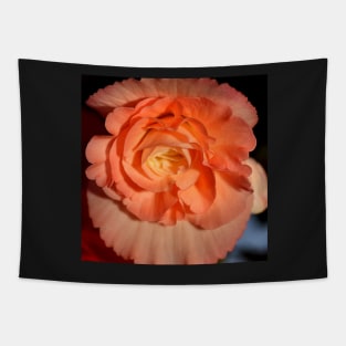 Apricot-pink Tuberous Begonia Tapestry