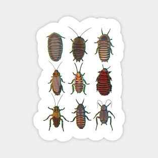 Chromatic cockroach pattern Magnet