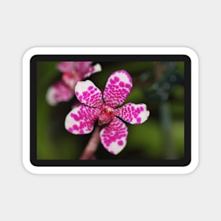 Pink and White Orchid Magnet