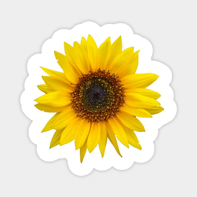 Sunflower Magnet by ghjura