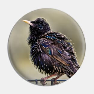 Starling Pin