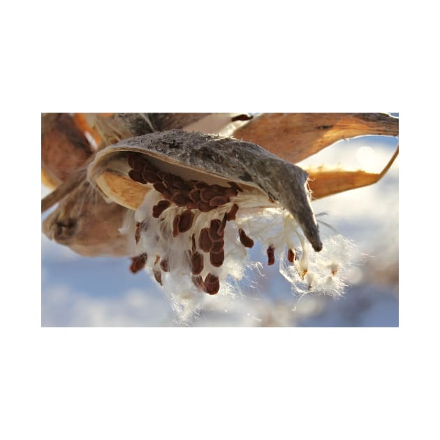 Milkweed Seed Pods in Winter by photoclique