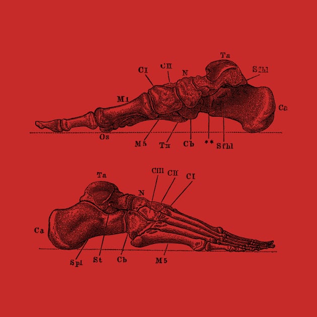 Skeletal Foot Diagram - Dual View - Anatomy by Vintage Anatomy Prints