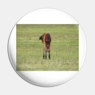 Wildlife gifts, wild horses, Eastern Sierra, California Pin