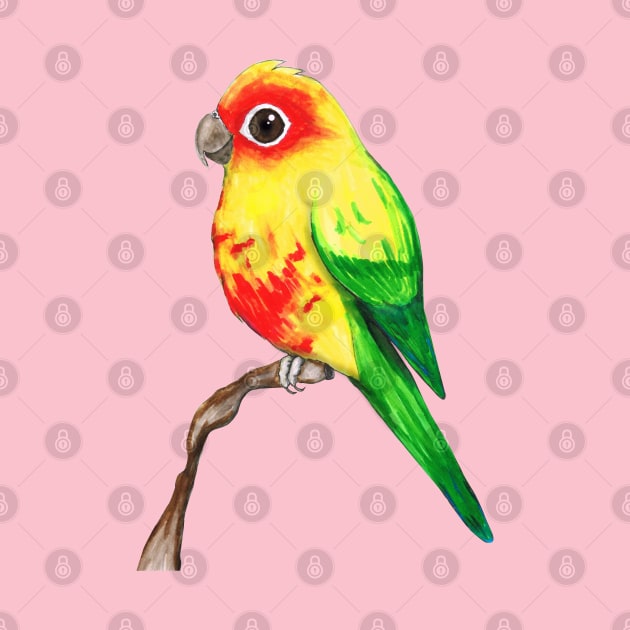 Cute sun conure by Bwiselizzy