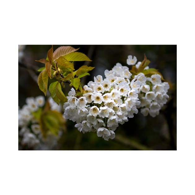 Japanese Cherry blossom in a shaft of light by Violaman