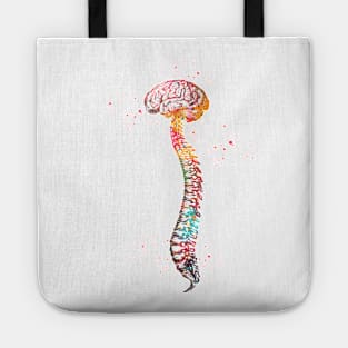 Human Spine with Brain Tote