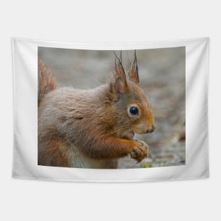 Red squirrel, Formby, England Tapestry