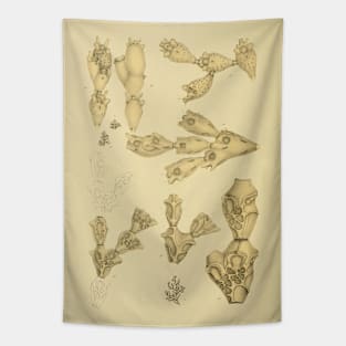 Catenicellopsis Pusilla Tapestry