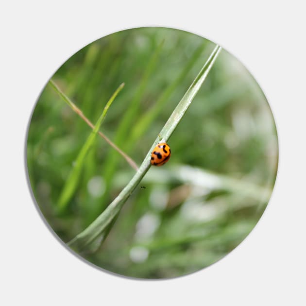 Lucky Ladybug in the grass Pin by HFGJewels