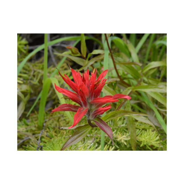 Wildflowers of Montana- Indian Paintbrush by Whisperingpeaks