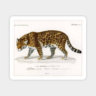 Jaguar (1892) Magnet