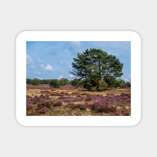 Heathland with trees early in the morning Magnet