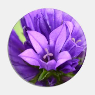 Campanula glomerata  Clustered bellflower Pin