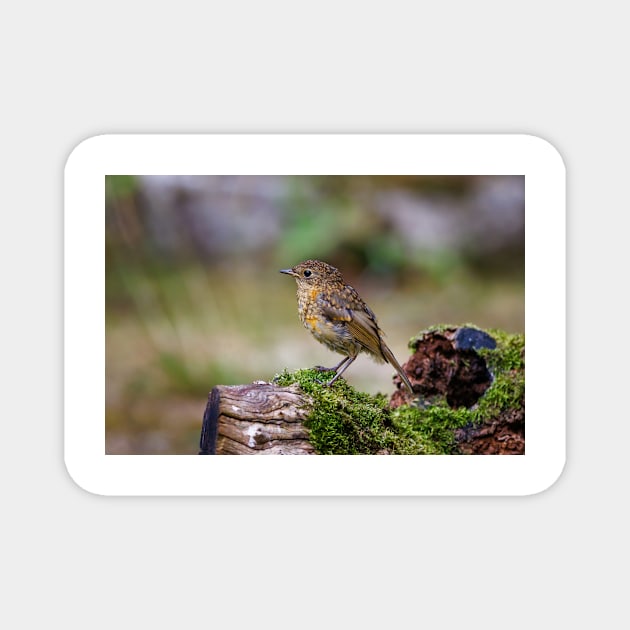 Juvenile Robin Magnet by GrahamPrentice