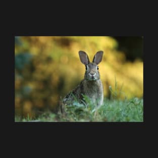 Rabbit Watching Out T-Shirt