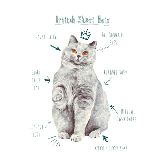 British Short Hair Kitty Illustration by ancapora