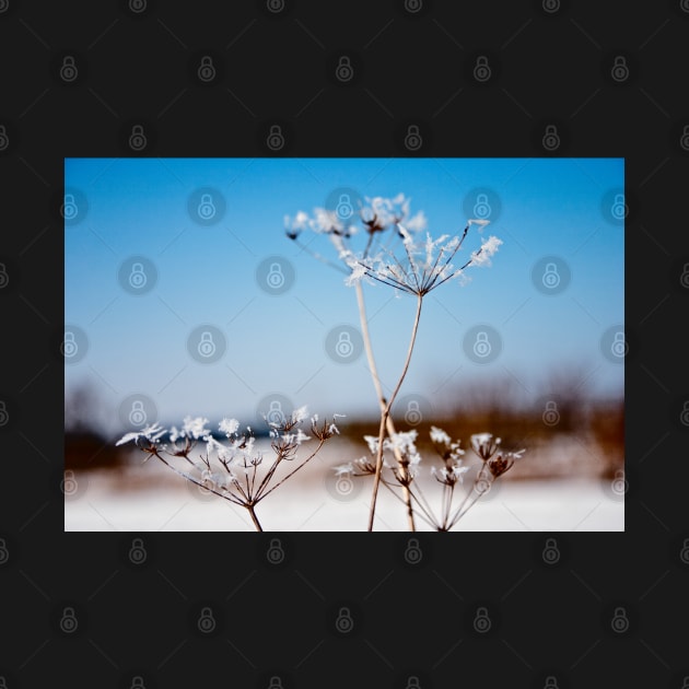 Queen Annes Lace Snow flowers by InspiraImage