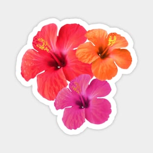 Red Orange Pink Hibiscus Flowers Magnet